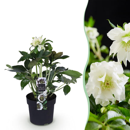 Lenten Rose - Helleborus orientalis Double Ellen White - White Flower - ↕35cm - Ø14cm