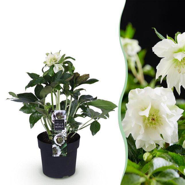 Fasterose - Helleborus orientalis Dobbelt Ellen Hvid - Hvid Blomst - ↕35cm - Ø14cm