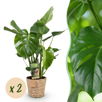Monstera Deliciosa - Pianta da buca - con cestino - ↕50-55cm - Ø17cm - 2x