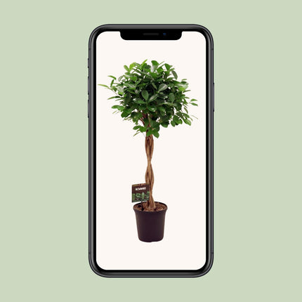 Ficus Moclame Moclame - ↕110cm - Ø23cm