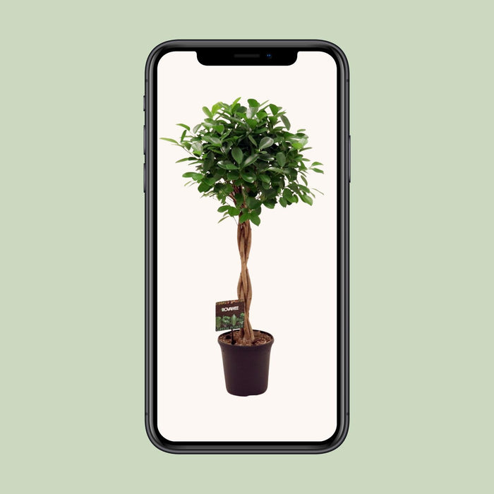 Ficus Moclame Moclame - ↕110cm - Ø23cm