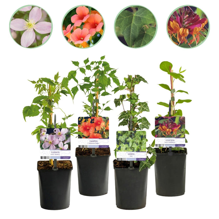 Klimplanten Rainbow - Clematis montana Rubens  Hedera helix lonicera Goldflame Campsis madame Galen   - Jaarrond kleur - 4 planten - Pot 11cm Hoogte 40cm