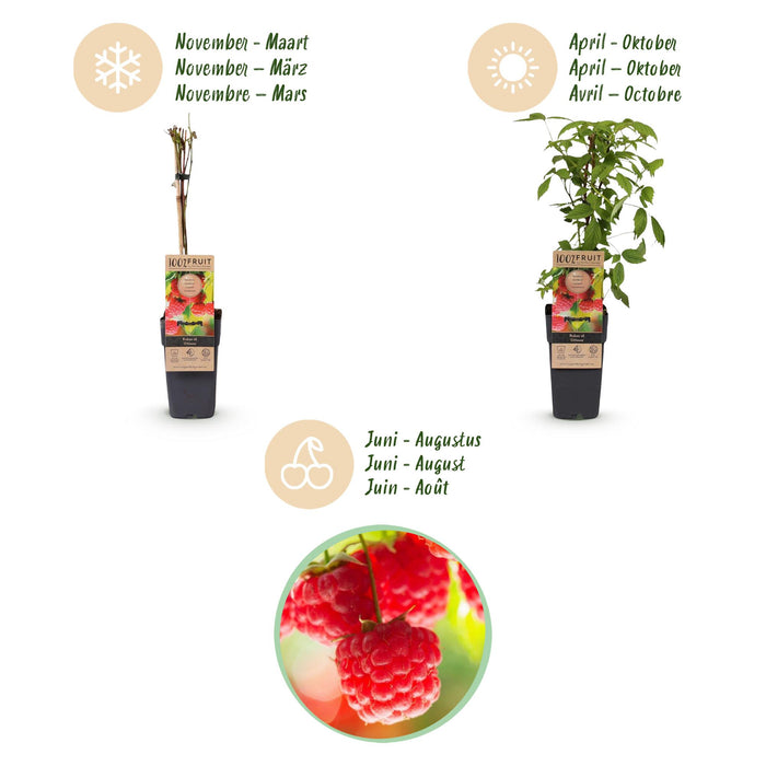 Rubus idaeus Ottawa - Hindbærplante - Hårdfør - Rød hindbær - 2 planter - 15 cm potte - Højde 50 cm
