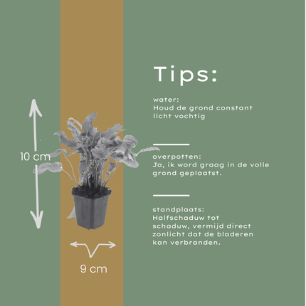 Tongvaren - Asplenium scolopendrium - ↕10-25cm - Ø9cm - 48x