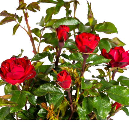 Rosa Zepeti - ↕35-40cm - Ø19cm