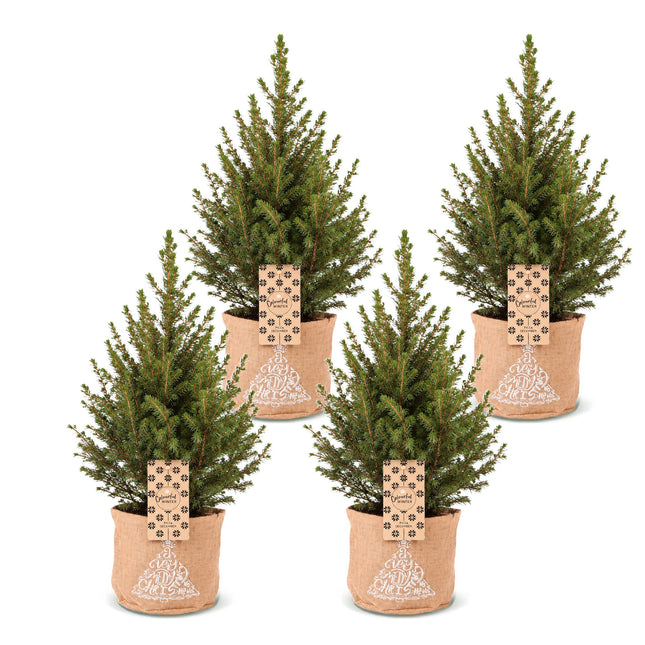 4x Picea glauca Conica - Kegelspar - Groen - Kerstboom - incl. jute zak - Ø17cm - ↕65cm