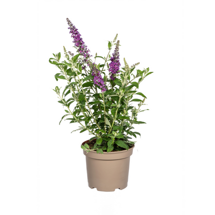 Buddleja Davidii Púrpura - Arbusto de mariposas - ↕40-50cm - Ø19cm