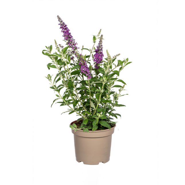Buddleja Davidii violet - Arbre à papillons - ↕40-50cm - Ø19cm