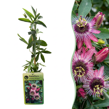 Passiflora Victoria - Passiflora Victoria 6x - Rood - Roze - Klimplant - Ø9cm - ↕35cm