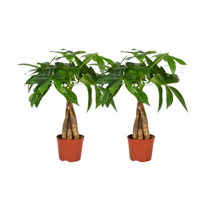 Pachira Aquatica Braided Trunk - Money Tree - ↕35cm - Ø12cm - 2x