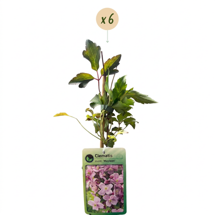 Clematis mont. 'Mayleen' - Bergclematis 6x - Licht Roze - Klimplant - Ø9cm - ↕35cm