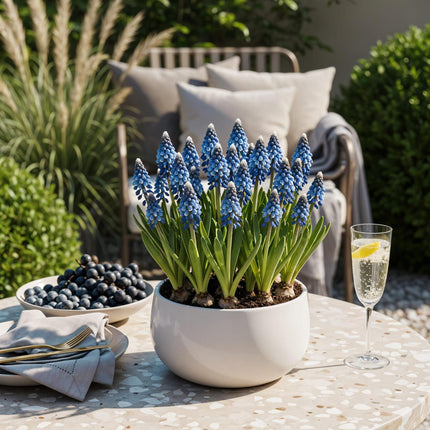 Bulbes de fleurs - Muscari Armeniacum - Couleur bleue - 50 bulbes - Calibre 8/9 - Paquet XXL