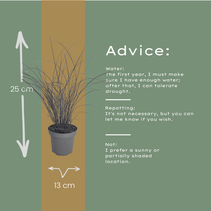 Miscanthus Sinensis ‘Gracillimus’ – Chinees Prachtriet - Ø12cm - 3x