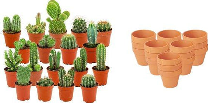 Mini Cactus Mix - ↕5-10cm - Ø8.1cm - Terracotta Pots - 18x