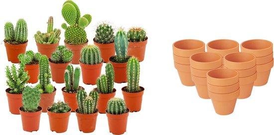 Mini Cactus Mix - ↕5-10cm - Ø8.1cm - Terracotta Pots - 18x
