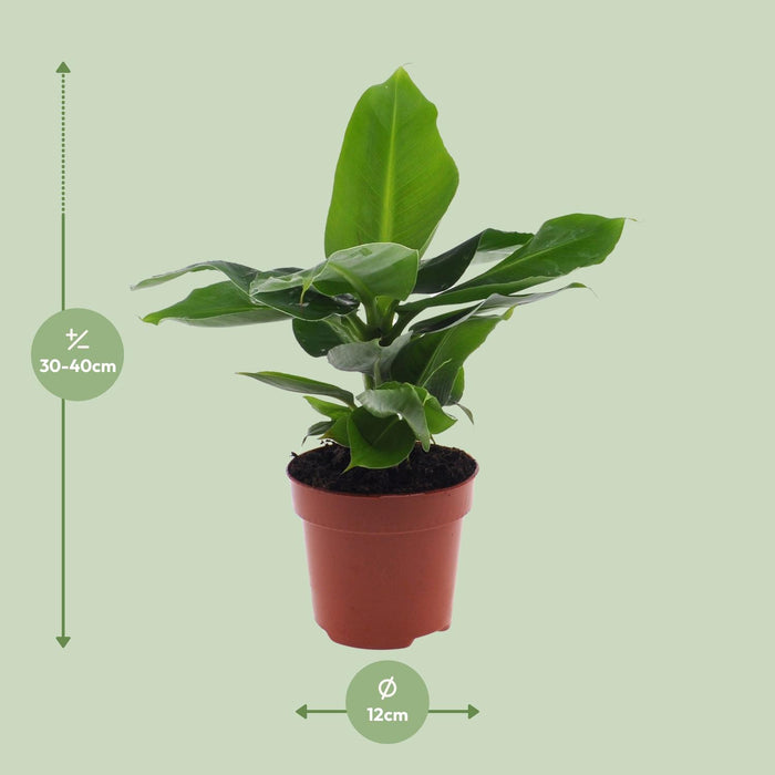 Bananenplant - Musa Oriental Dwarf - ↕25cm - Ø12cm