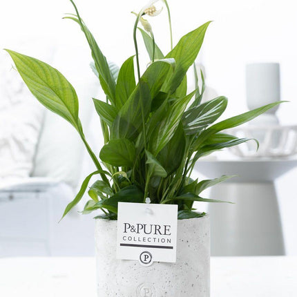 Spathiphyllum w ceramice P&PURE Jade - ↕35cm - Ø12cm