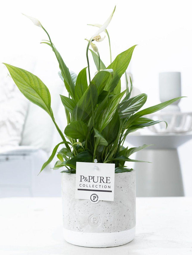 Espatifilo en cerámica de jade P&PURE - ↕35cm - Ø12cm