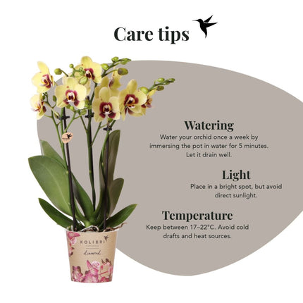 Kolibri Orchids | Combi Deal - 2 Geel-Rode Phalaenopsis Orchideeën Diamond Uruguay - Ø9 cm
