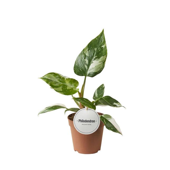 Philodendron White Princess - ↕30cm - Ø12cm