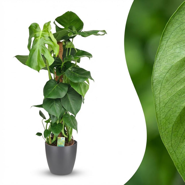 Monstera Deliciosa moss tip - roślina o wyglądzie sera szwajcarskiego - w szarej doniczce - ↕90cm - Ø19cm