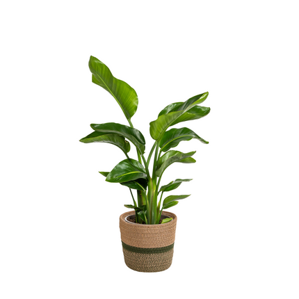 Strelitzia Nicolai with basket - Ø21cm - ↕90-110cm