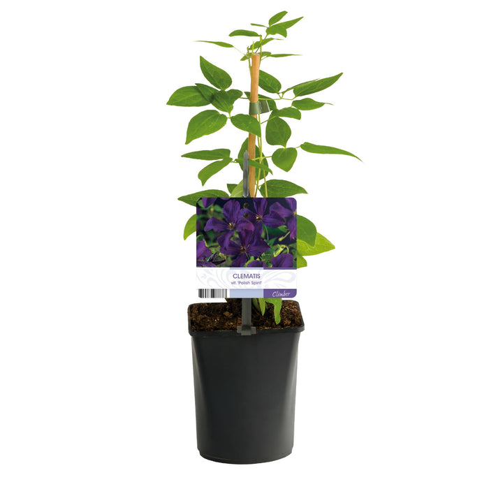 Clematis vit. Polish Spirit - Bosrank - Bloem Roze  - ↕40cm - Ø11cm - 2x