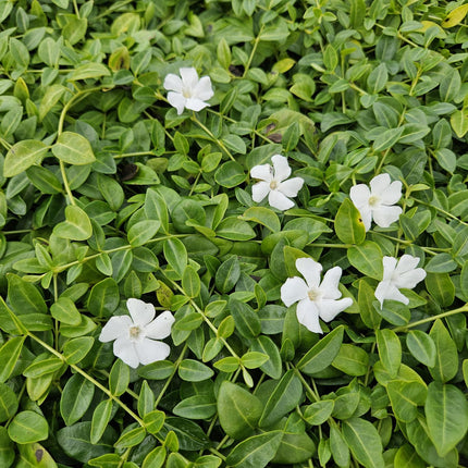 Vinca minor 'Gertrude Jekyll' - Pervinca - ↕10-25cm - Ø9cm - 48x