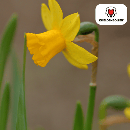 Daffodil Tête à Tête 25 pieces