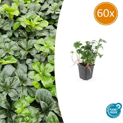 Pachysandra Terminalis 'Green Sheen' - Schaduwkruid - ↕10-25cm - Ø9cm - 60x