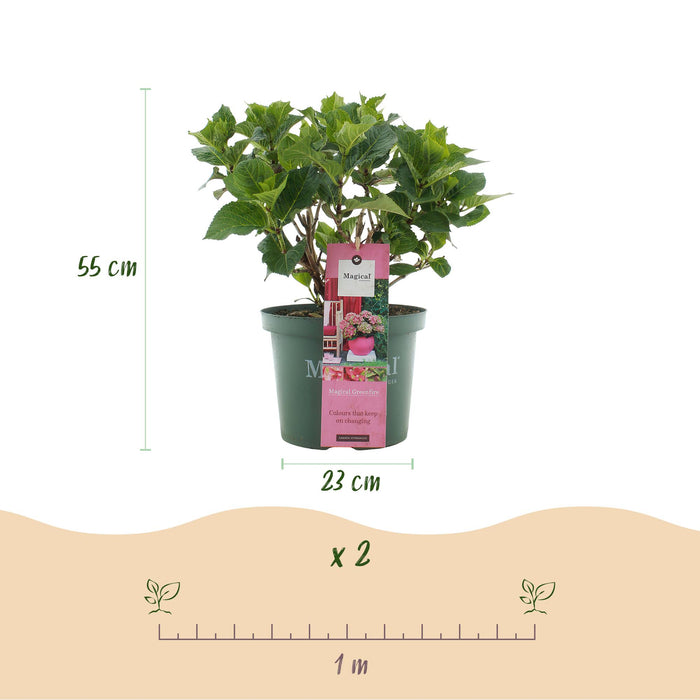 Terrasplant - Hortensia - Hydrangea Magical Green Fire - Roze Groen - 6-10 Bloemen - Pot 23cm Hoogte 55cm