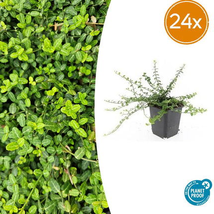 Euonymus fortunei 'Minimus' - Cappello da cardinale - ↕10-25cm - Ø9cm - 24x