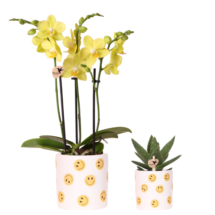Kolibri Company | Plantenset Smiley | Gele Phalaenopsis Orchidee Albenga Ø9cm en Succulent incl. keramieken sierpotten
