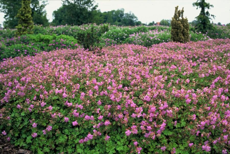 Geranium cantabrigiense 'Cambridge' - ↕10-25cm - Ø9cm - 6x