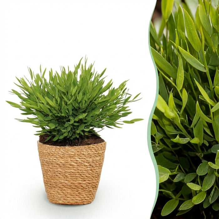 Bamusa Pogonatherum Monica - Bamboegras - met Mand - ↕20cm - Ø12cm