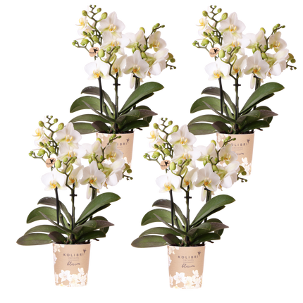 Kolibri Orchids | Combi Deal - 4 Witte Phalaenopsis Orchideeën Blossom Lausanne - Ø9 cm