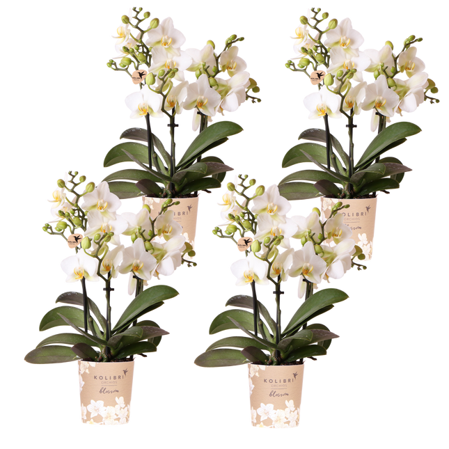 Kolibri Orchids | Combi Deal - 4 Witte Phalaenopsis Orchideeën Blossom Lausanne - Ø9 cm