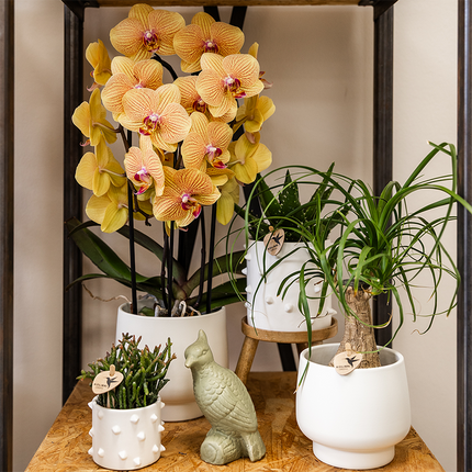 Orquídea Phalaenopsis naranja, maceta de 12 cm de diámetro | Sunny Bunny | planta de interior con flores