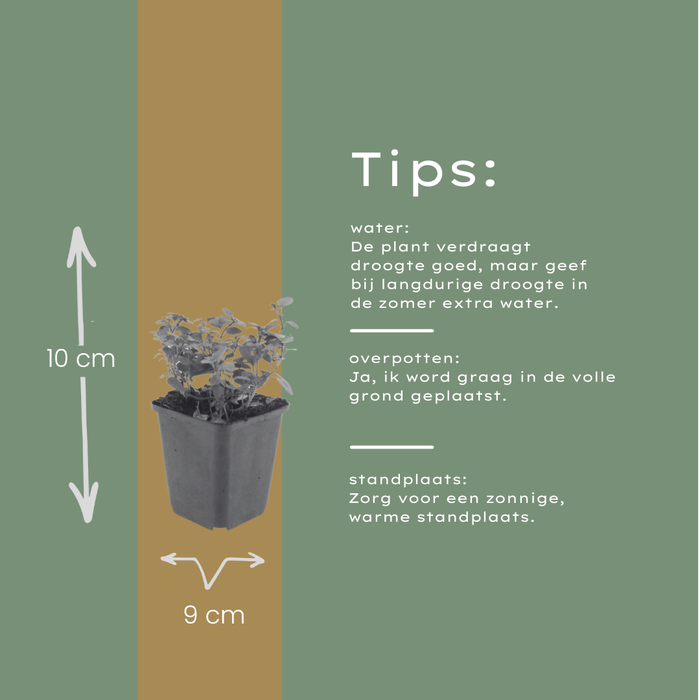 12x Origanum laevigatum 'Herrenhausen' - ↕10-25cm - Ø9cm