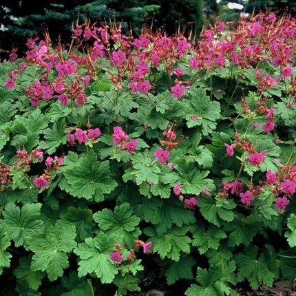 Geranium macrorrhizum 'Czakor' - ↕10-25cm - Ø9cm - 6x