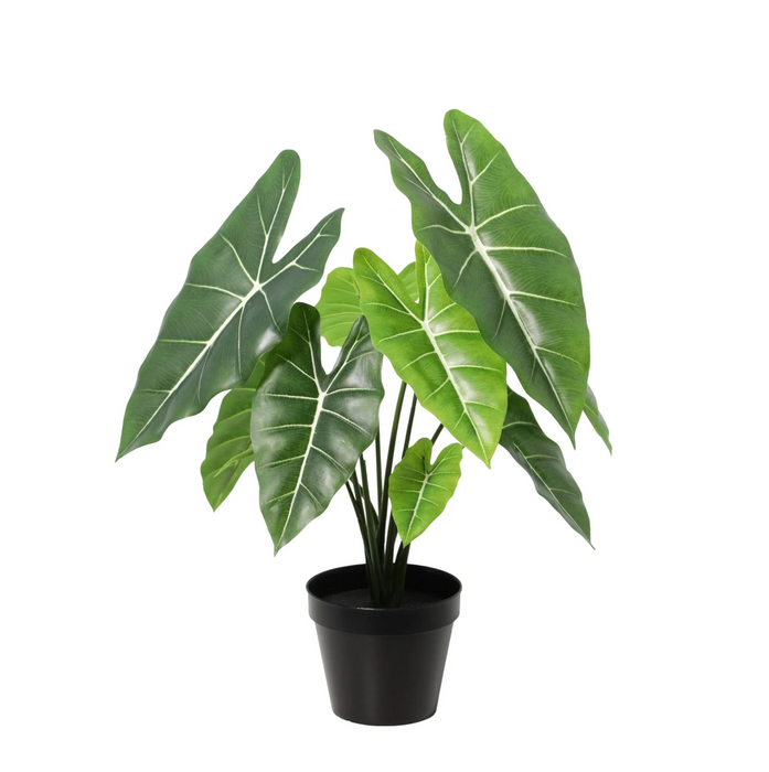 Kunstplant Alocasia Polly - ↕40cm