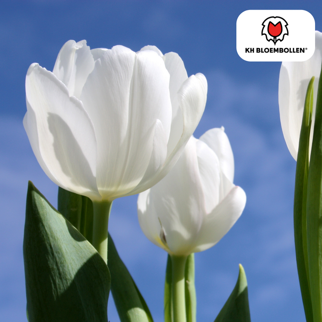 Bulbi di tulipano Catherina – 20 pezzi | KH Bloembollen® | Tulipani bianchi puri – Senza tempo ed eleganti – Per giardino o vaso – Misura 11/12 – Freschi di coltivazione