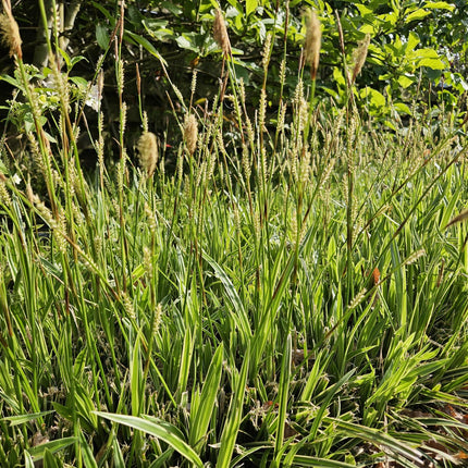 Carex morrowii 'Aureovariegata' - Zegge - ↕10-25cm - Ø9cm - 48x