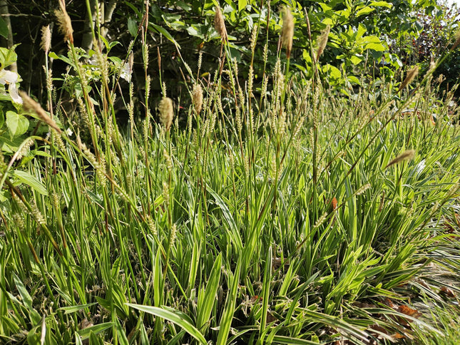Carex morrowii 'Aureovariegata' - Laîche - ↕10-25cm - Ø9cm - 48x