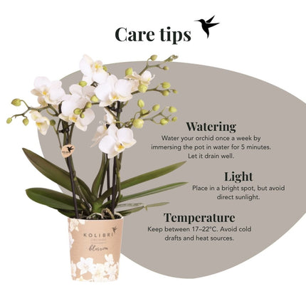 Kolibri Orchids | Gift Set Horizon Wit - Witte Phalaenopsis Orchidee Blossom Zurich & Succulent