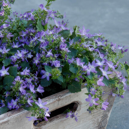 Campanula poscharskyana 'Stella' - ↕10-25cm - Ø9cm - 48x
