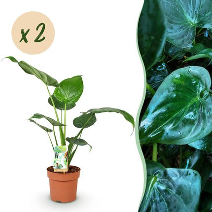 Alocasia Cucullata - Boeddha's Hand - ↕60-65cm - Ø17cm - 2x