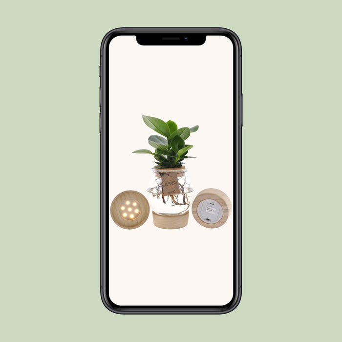 Clusia In Bolglas + Klikkurk + LED - ↕30cm - Ø12cm