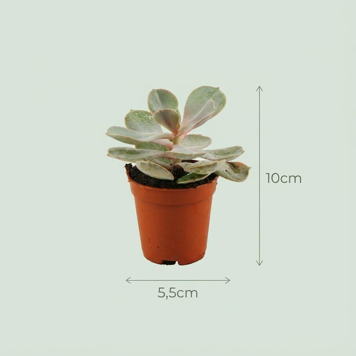 Mini Vetplanten Mix - ↕5-10cm - Ø8,1cm - Terracotta Potten - 9x