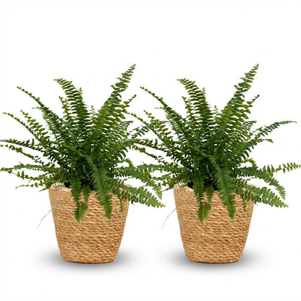 Nephrolepsis exaltata Green Lady - Fern - with Basket - ↕25cm - Ø12cm - 2x